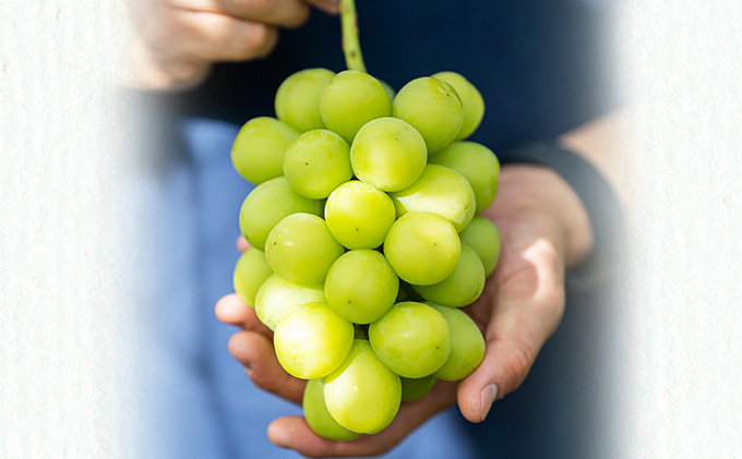 シャインマスカット 約1kg 2房 ぶどう フルーツ 果物 デザート 長野県 山ノ内町