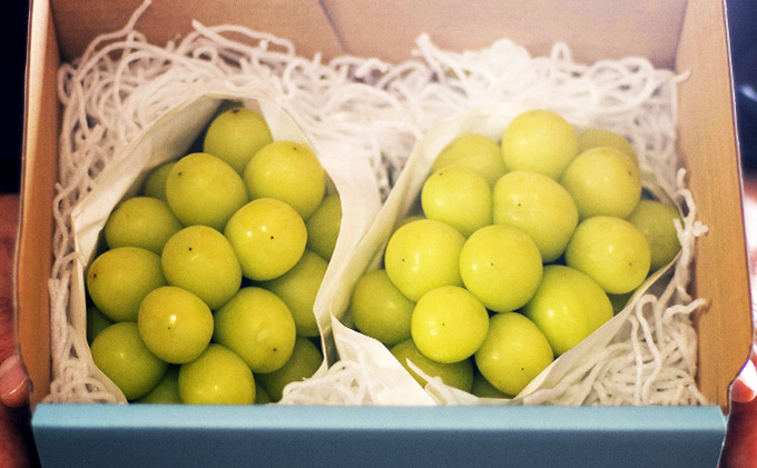 シャインマスカット 約1kg 2房 ぶどう フルーツ 果物 デザート 長野県 山ノ内町