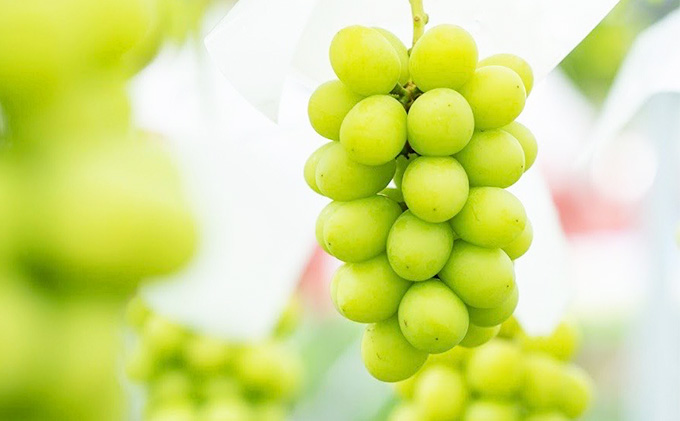 シャインマスカット 約 2kg (4～5房) 先行予約 ぶどう 種なし 果物 2026年 9月～発送