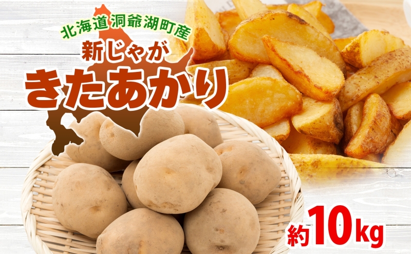 �y�k�C������Β��z�k�C�� ����Β��Y �V���Ⴊ���� ���������� ��10kg  M�T�C�Y�ȏ㍬�� 2026�N10�����{��菇���o�� �k�C���Y �V���Ⴊ ���Ⴊ���� �W���K�C�� �n�鏒 �{ ��� �_�앨 �������� �Y�n���� �퉷 ����Β�