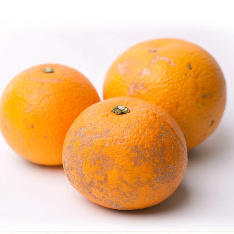 ＜1月より発送＞家庭用 はっさく10kg+250g（傷み補償分） ｜ 八朔みかん わけあり 訳あり ワケアリ ※2026年1月上旬～3月下旬頃に順次発送予定 ※北海道・沖縄・離島への配送不可 ◇