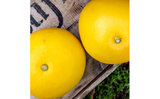 【先行予約】マルツジ果樹園の土佐文旦 家庭用(特大) 約1.5kg 1.5キロ 4Lサイズ 2個入り ぶんたん ブンタン フルーツ 柑橘 みかん 果物 くだもの 柑橘類 デザート ご自宅用 ご家庭用 お取り寄せ 国産