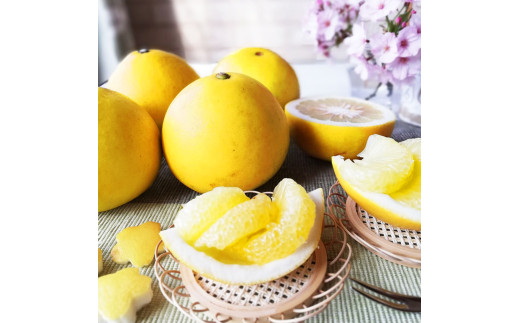 【先行予約】マルツジ果樹園の土佐文旦 家庭用(特大) 約1.5kg 1.5キロ 4Lサイズ 2個入り