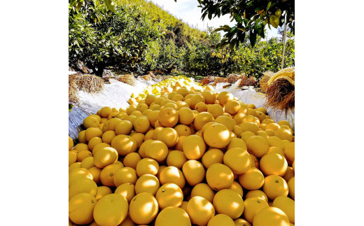 【先行予約】マルツジ果樹園の土佐文旦 家庭用(特大) 約1.5kg 1.5キロ 4Lサイズ 2個入り