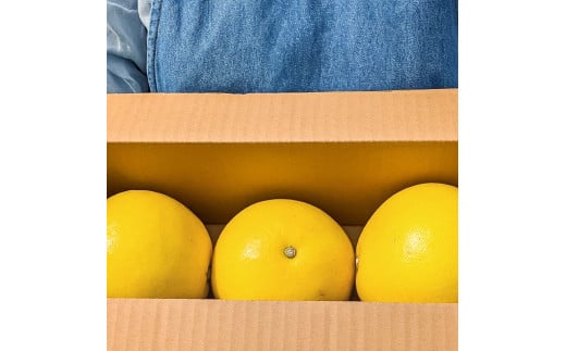 【先行予約】マルツジ果樹園の土佐文旦 家庭用(中玉) 約1.5kg 1.5キロ 2Lサイズ 3個入り ぶんたん ブンタン フルーツ 柑橘 みかん 果物 くだもの 柑橘類 デザート ご自宅用 ご家庭用 お取り寄せ 国産