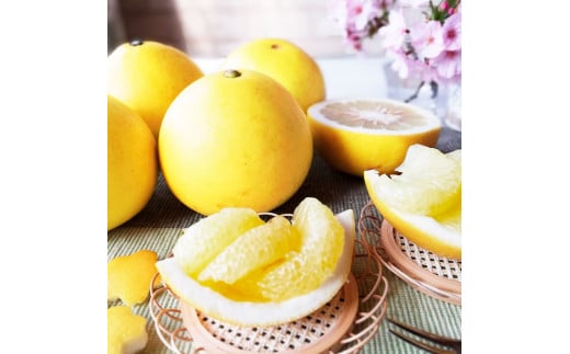 【先行予約】マルツジ果樹園の土佐文旦 贈答用(中玉) 約5kg