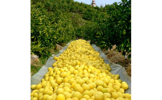 【先行予約】マルツジ果樹園の土佐文旦 家庭用(中玉) 約5kg 5キロ 2Lサイズ 10～11個入り ぶんたん ブンタン フルーツ 柑橘 みかん 果物 くだもの 柑橘類 デザート お取り寄せ 国産