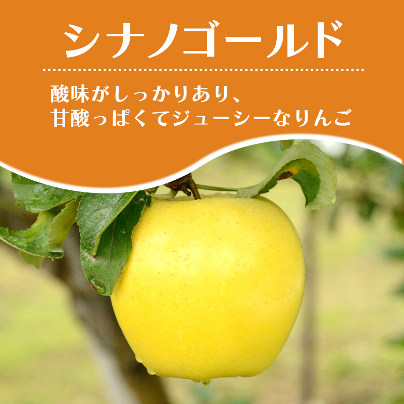 4月～5月 クール便発送 家庭用 訳あり CA貯蔵 シナノゴールド 約 3kg りんご リンゴ 林檎 果物 フルーツ わけあり 青森
