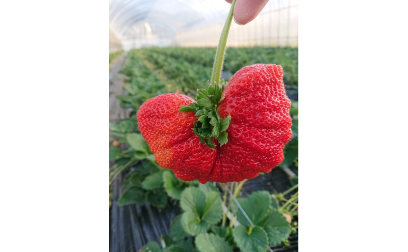 あまおう 【2026年2月上旬より順次発送】大粒あまおう 2パック イチゴ 苺 いちご 果物 福岡県産 ※配送不可:離島