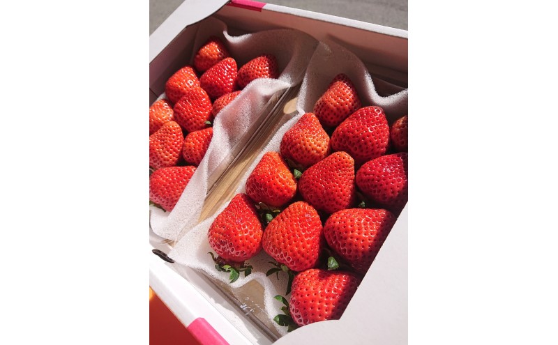 あまおう 【2026年2月上旬より順次発送】あまおうDX 約280g×2パック イチゴ 苺 いちご 果物 福岡県産 ※配送不可:離島