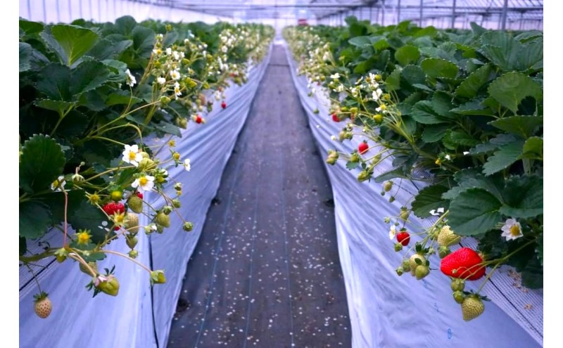 あまおう 【2026年2月上旬より順次発送】 あまおうボリュームセット 6パック イチゴ 苺 いちご 果物 福岡県産 ※配送不可:離島