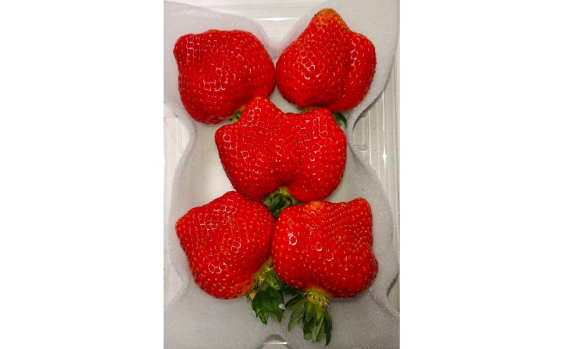 あまおう 【2025年12月より順次発送】 今季初採れあまおう 2パック【数量限定】イチゴ 苺 いちご 果物 福岡県産 限定 ※配送不可:離島