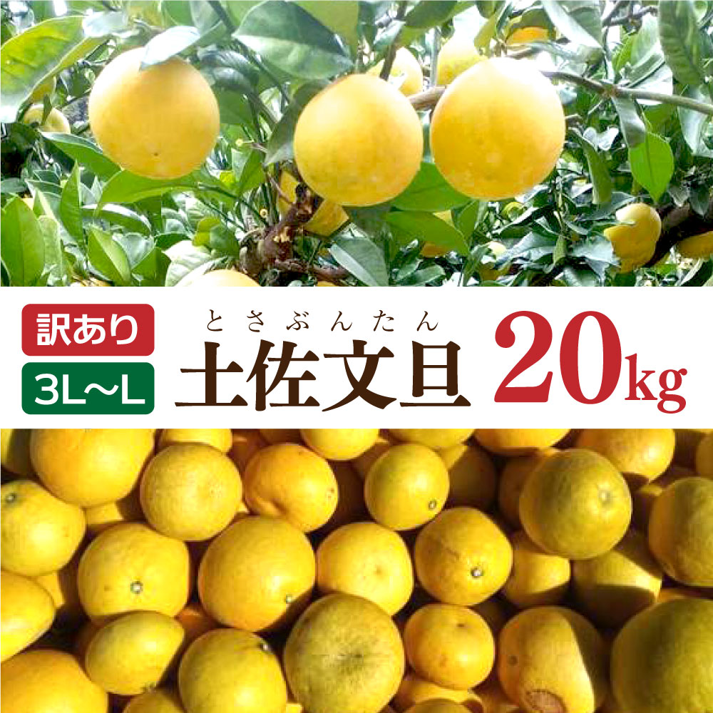 ※訳あり大玉　土佐文旦20キロ 土佐文旦 文旦 訳あり 大玉入り 20kg 20キロ 3L～L ぶんたん