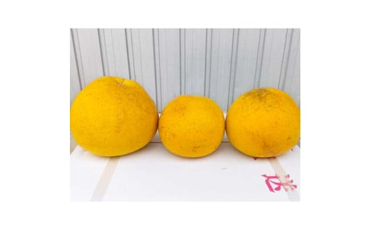 土佐文旦 文旦 訳あり 大玉入り 20kg 20キロ 3L～L