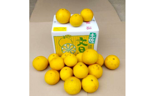 ※訳あり大玉　土佐文旦20キロ 土佐文旦 文旦 訳あり 大玉入り 20kg 20キロ 3L～L ぶんたん