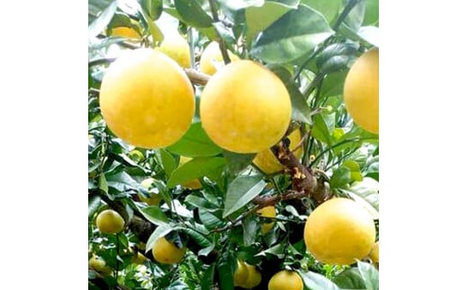 土佐文旦 文旦 訳あり 大玉入り 10kg 10キロ 3L～L ぶんたん ブンタン フルーツ 柑橘 みかん 果物 くだもの 柑橘類 デザート 家庭用 ご自宅用 お取り寄せ 国産