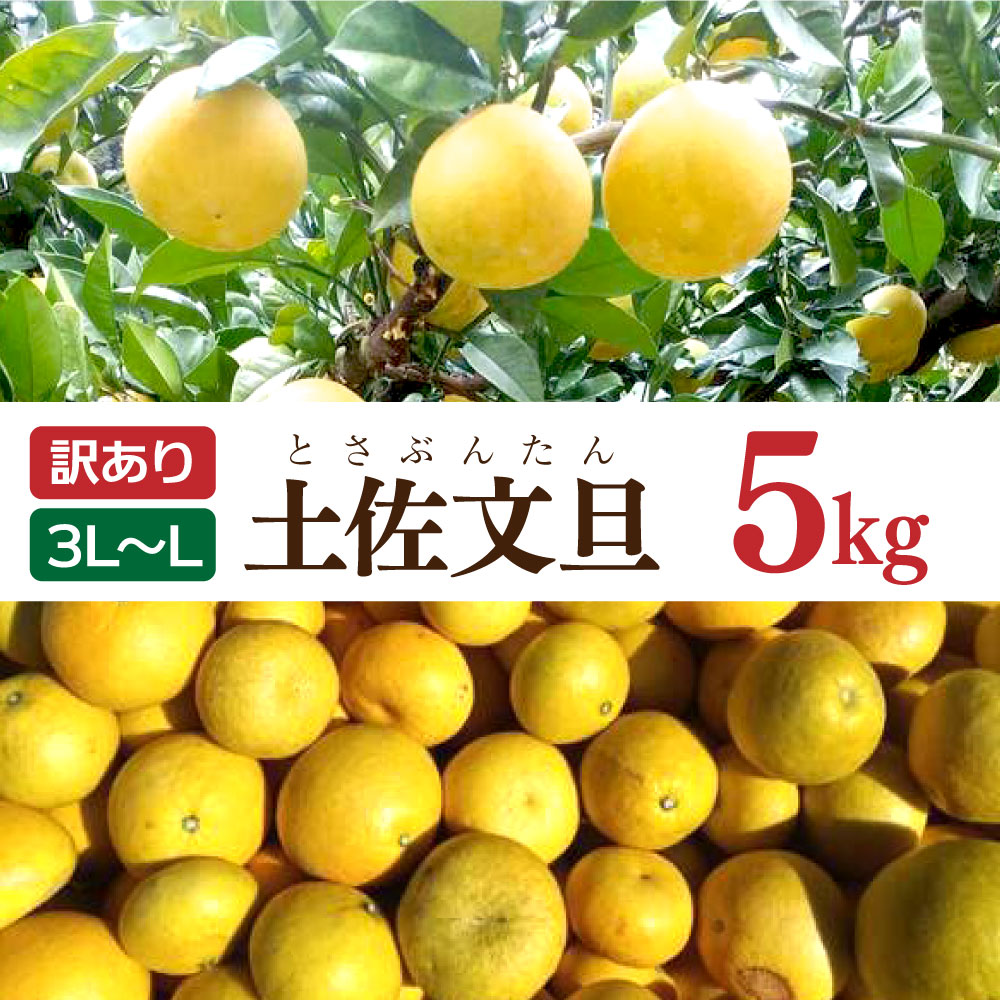 【高知県土佐市】土佐文旦 文旦 訳あり 大玉入り 5kg 5キロ 3L〜L ぶんたん ブンタン フルーツ 柑橘 みかん 果物 くだもの 柑橘類 デザート 家庭用 ご自宅用 お取り寄せ 国産
