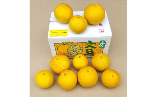 土佐文旦 文旦 訳あり 大玉入り 5kg 5キロ 3L～L