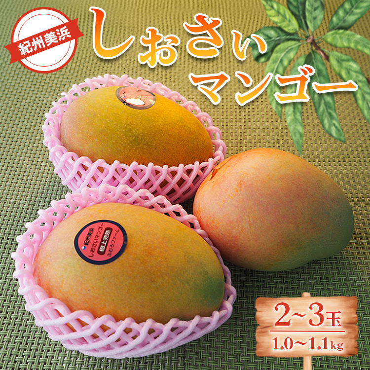 紀州美浜しおさいマンゴー2～3玉（1.0～1.1kg）
※離島への配送不可
※2025年7月下旬～9月上旬頃に順次発送予定
