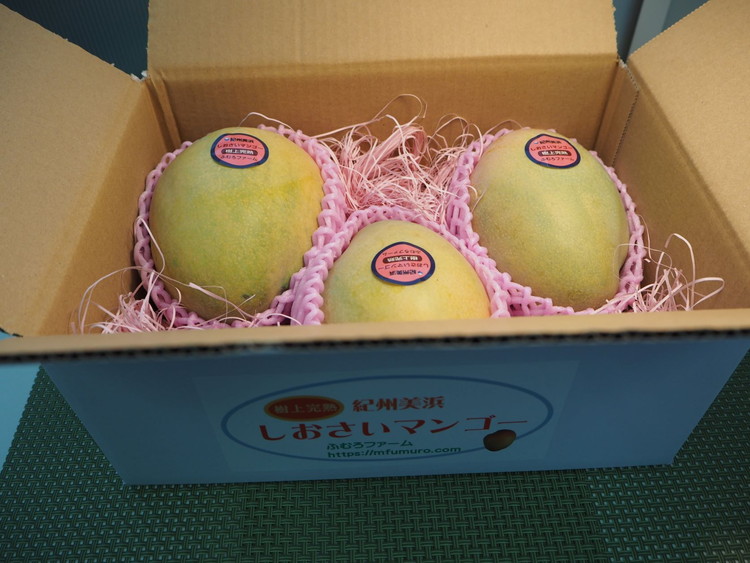 【2026年先行予約】紀州美浜しおさい マンゴー 2～3玉（1.0～1.1kg）｜フルーツ 果物 くだもの まんごー 希少 国産 食品 おやつ デザート 産地直送 和歌山県美浜町産