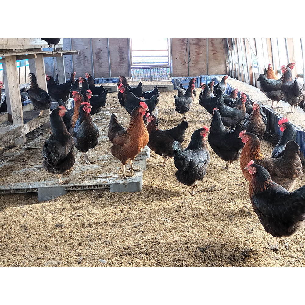 ネラの極み 卵 たまご 10個（10個×1パック） / 群馬県板倉町 | セゾン