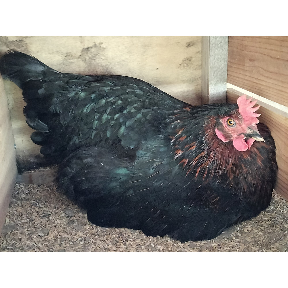 ネラの極み 卵 たまご 10個（10個×1パック） / 群馬県板倉町 | セゾン