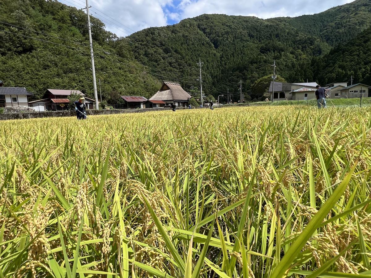 料理旅館きぐすりや　令和7年産 　特別栽培米キヌヒカリ 5kg