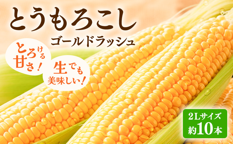 【2026年先行受付】富良野産 とうもろこし ゴールドラッシュ 約10本 コーン とうきび トウモロコシ 2Lサイズ 野菜 甘い BBQ 北海道 富良野 ふらの