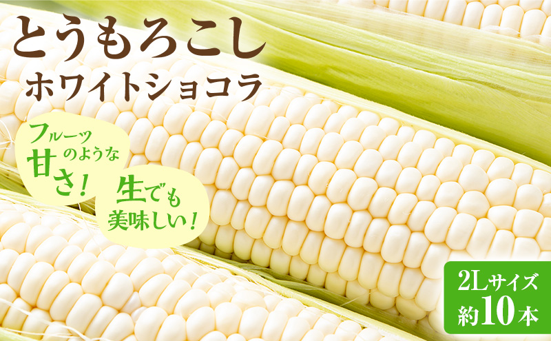 【2026年先行受付】富良野産 とうもろこし ホワイトコーン 約10本 コーン とうきび トウモロコシ ホワイトショコラ 2Lサイズ 野菜 甘い BBQ 北海道 富良野 ふらの