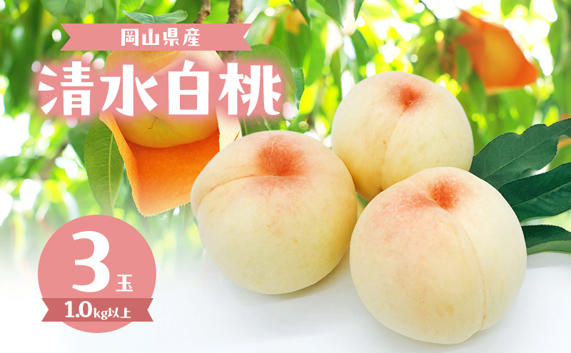 桃 2026年 数量限定 清水白桃 3玉 計1.0kg以上 岡山県 赤磐市産 