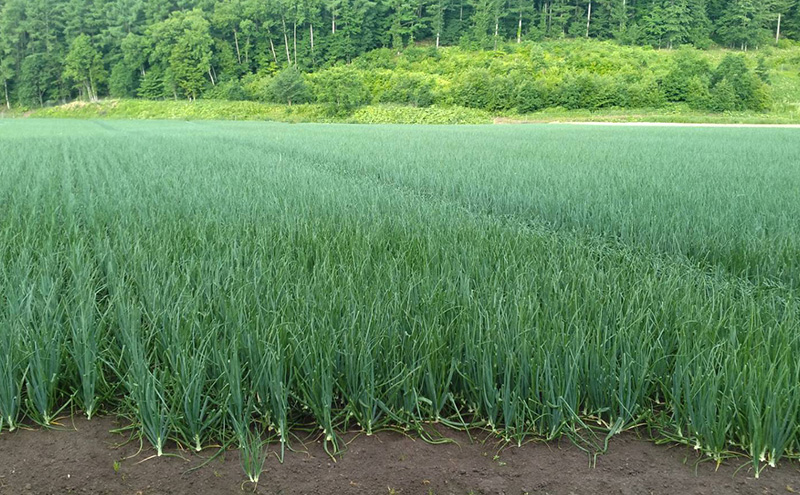 【2026年先行受付】富良野産 黄色 玉ねぎ 約20kg（約75～80玉） M～2Lサイズ　野菜 新鮮 直送 黄玉ねぎ 玉葱 玉ネギ 道産 北海道 富良野市 ふらの 幕田農園