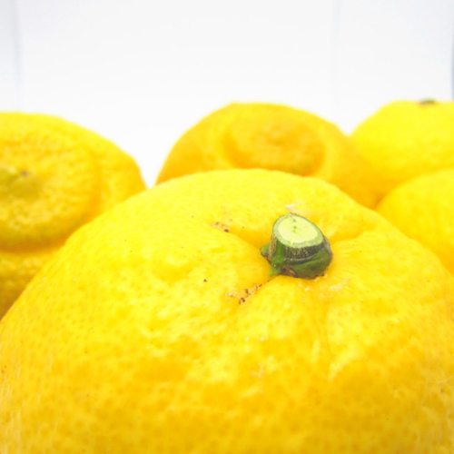 【先行予約】【農家直送】爽やかカンキツ はるかみかん（ご家庭用）約5kg