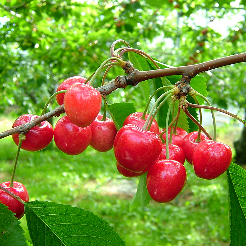 【ニキボー】タオルセット（ハンドタオル・スポーツタオル・豆タオル）【 仁木町 ご当地 ゆるキャラ タオル 雑貨 小物 日用品 】[仁木町観光協会]
