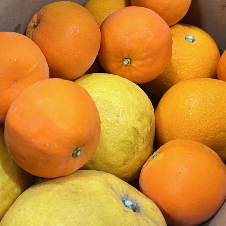 【先行予約】旬の柑橘詰め合わせセット（ご家庭用）約10kg ｜ フルーツ ふるーつ 果物 くだもの 詰め合わせ オレンジ みかん レモン 国産 産地直送 美浜町 ※2026年1月中旬～4月下旬頃に順次発送予定 ※北海道・沖縄・離島への配送不可