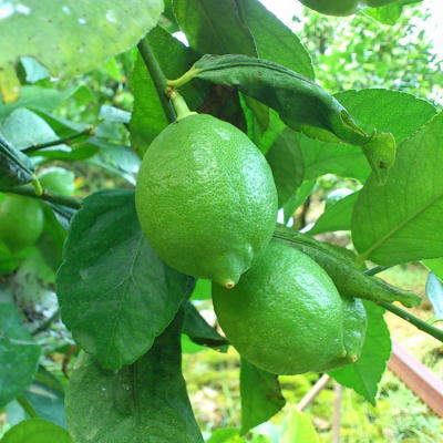 【先行予約】【国産】農家直送！ 有田レモン 3kg ※北海道・沖縄・離島への配送不可 ※2025年9月下旬～2026年3月下旬に順次発送予定