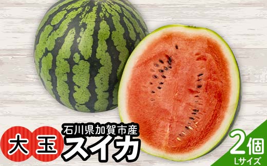 【先行予約】浜井さんの甘い！大玉スイカ　石川県加賀市産 スイカ 西瓜 デザート フルーツ 果物 スイカスイカスイカスイカ F6P-2624