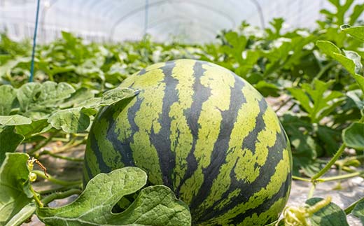 【2026年先行予約】浜井さんの甘い！大玉スイカ　石川県加賀市産 スイカ 西瓜 デザート フルーツ 果物 スイカスイカスイカスイカ F6P-2624