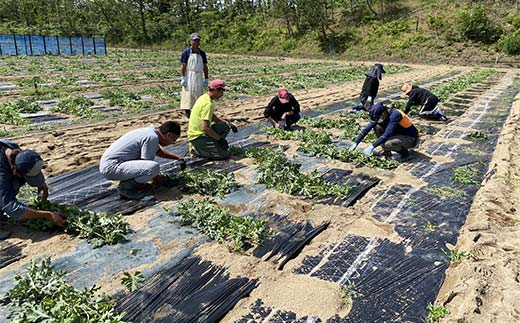 【2026年先行予約】浜井さんの甘い！大玉スイカ　石川県加賀市産 スイカ 西瓜 デザート フルーツ 果物 スイカスイカスイカスイカ F6P-2624