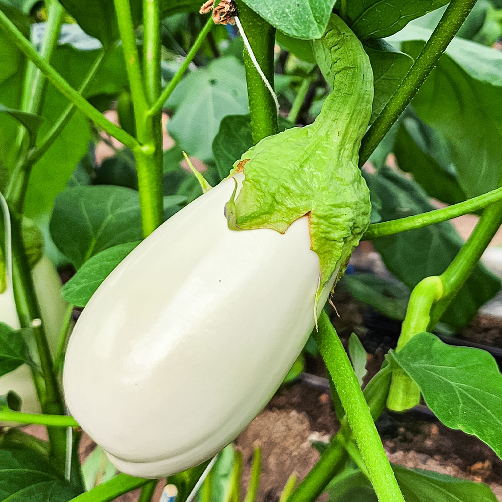 KYN003　先行予約 白ナス6本 - なす 茄子 1本180g以上 野菜 新鮮 美味しい グラタン シチュー ラタトゥイユ 洋食 和食 料理 お取り寄せ ふるさとのうぜい 故郷納税 6000円 返礼品 高知県 高知