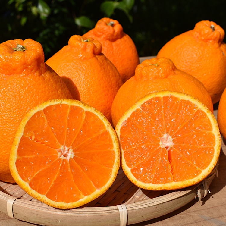 和歌山産　不知火 約3kg【家庭用】 ※2026年2月上旬～4月下旬頃より順次発送予定