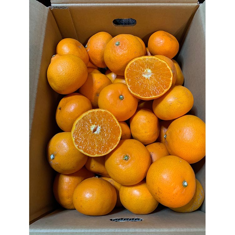 せとか　約3kg　家庭用 ※2026年2月下旬～4月中旬頃より順次発送予定