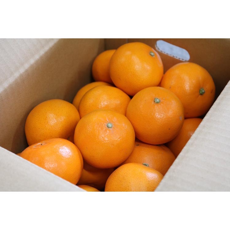 せとか　約3kg　秀品 ※2026年2月下旬～4月中旬頃より順次発送予定