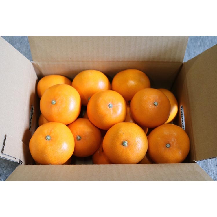 せとか　約3kg　秀品 ※2026年2月下旬～4月中旬頃より順次発送予定