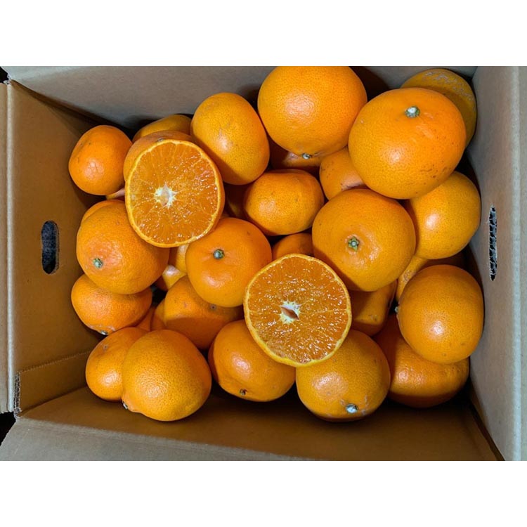 せとか　約5kg　家庭用 ※2026年2月下旬～4月中旬頃より順次発送予定