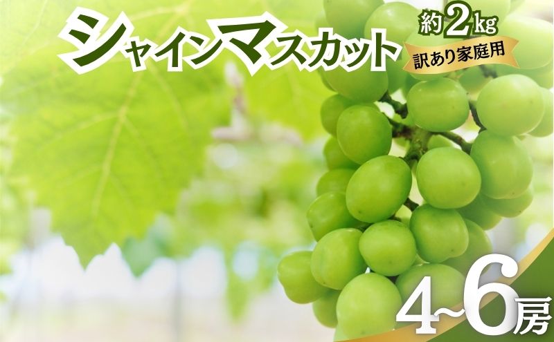 y쌧Rmzy2026NzVC}XJbg 󂠂ƒp 2kg 4`6[ }XJbg Ԃǂ ʕ MB 