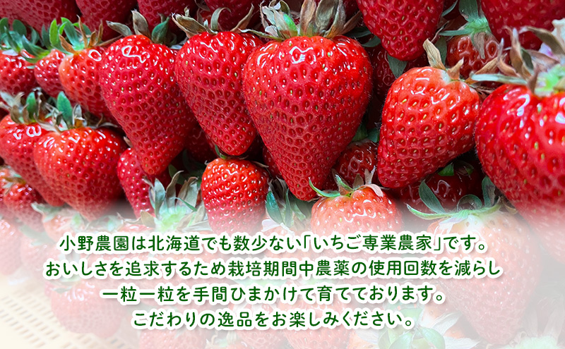 【2026年先行予約】 富良野産 いちご スターナイト 大玉 6～8粒×2パック　［ フルーツ 果物 新鮮 贈り物 ギフト フルーツ 生いちご イチゴ 苺 大粒 甘い 道産 北海道 富良野 ］