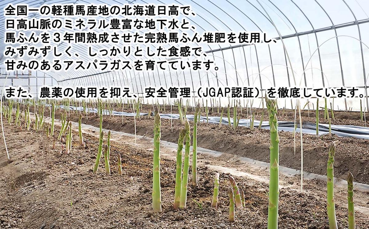 ＜2026年4月中旬より順次発送＞ 北海道産 春採り グリーン アスパラガス 1kg Lサイズ  ＜予約受付＞