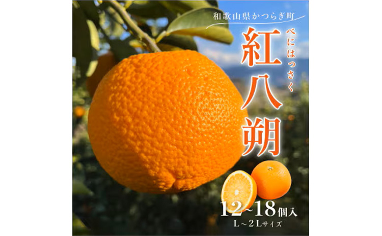 【和歌山県美浜町】先行予約!紅はっさく 約5kg/12〜18個入り(L〜2Lサイズ)こだわり農家厳選! ※2026年1月下旬〜2月下旬頃より順次発送予定
