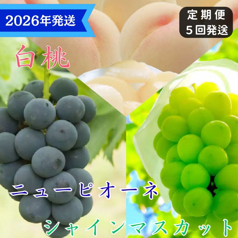 【岡山県瀬戸内市】【2026年先行受付】 白桃 ニューピオーネ シャインマスカット 晴王 5回 定期便 桃 もも モモ ぶどう 葡萄 ブドウ 岡山県産 御中元 ギフト 御礼 プレゼント 御礼 御祝 御供 果物 くだもの フルーツ