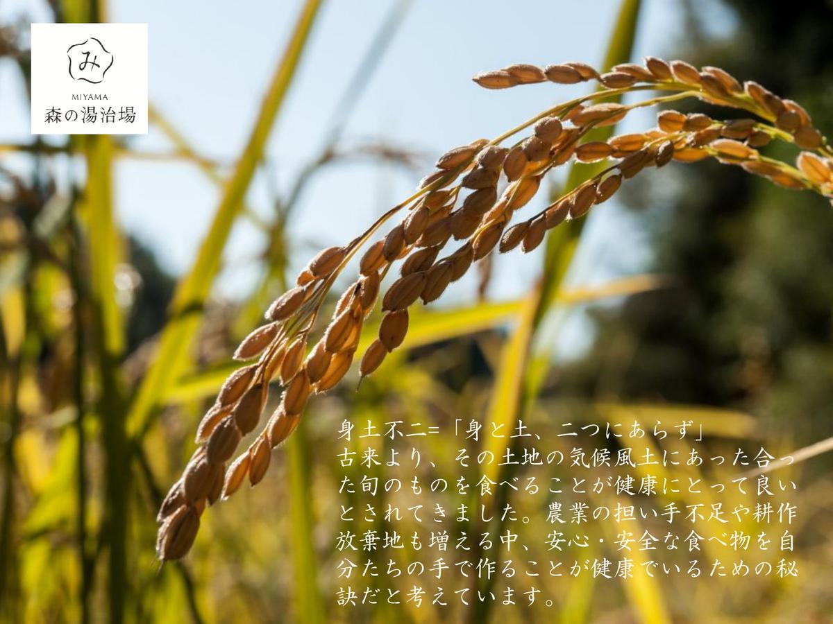 令和7年産先行予約 京都美山産コシヒカリ 10kg　こしひかり 精米 コメ こめ お米 単一原料米 ごはん ご飯 京都